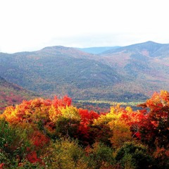 Autumn Forest Sounds ~Nature Sounds for Peace and Relaxation