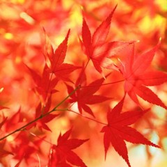 【KAITO】紅一葉・A single red leaf【カバー】
