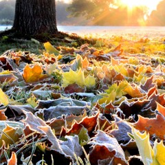 Farn // Glowing Leaves @ Beate Uwe