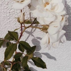 Waiting [sophie Meiers X Samsin]