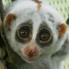 Slow Loris