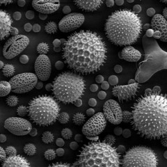 Mycetozoa