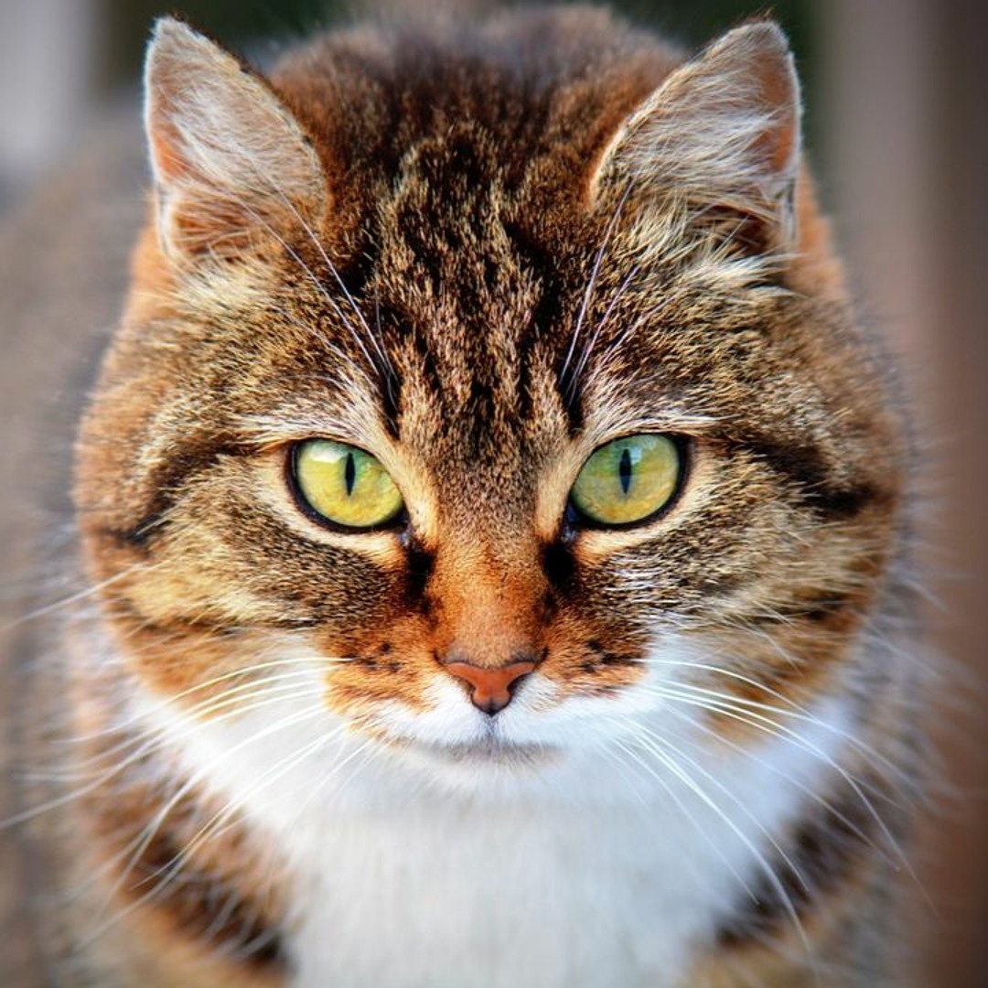 Stream Cat Meowing Sound Effects By Mons Sound Effects Listen Online