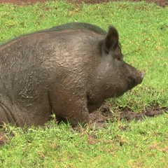 DIRTY (prod by rg mann beats) free download