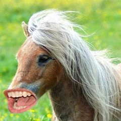 #Snelhestgårpåfest