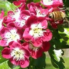 Hawthorn