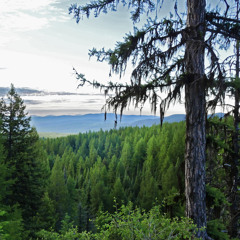 Okanagon Thrushscape