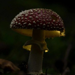 Dwarf´s dusky sweeper