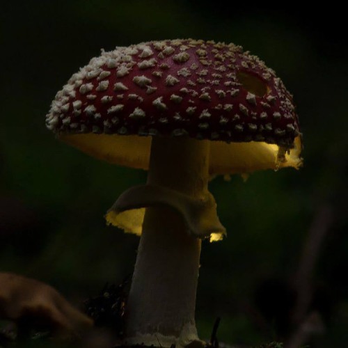 Dwarf´s dusky sweeper