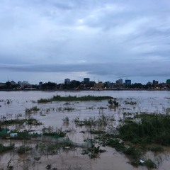 នាវាលាផែ