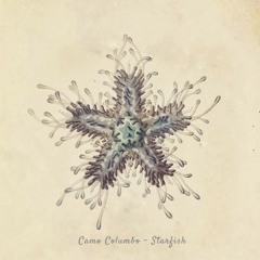 Camo Columbo - Starfish