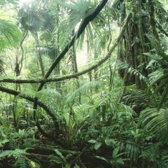 Dangerous Beat- Secrets Of The Junglist