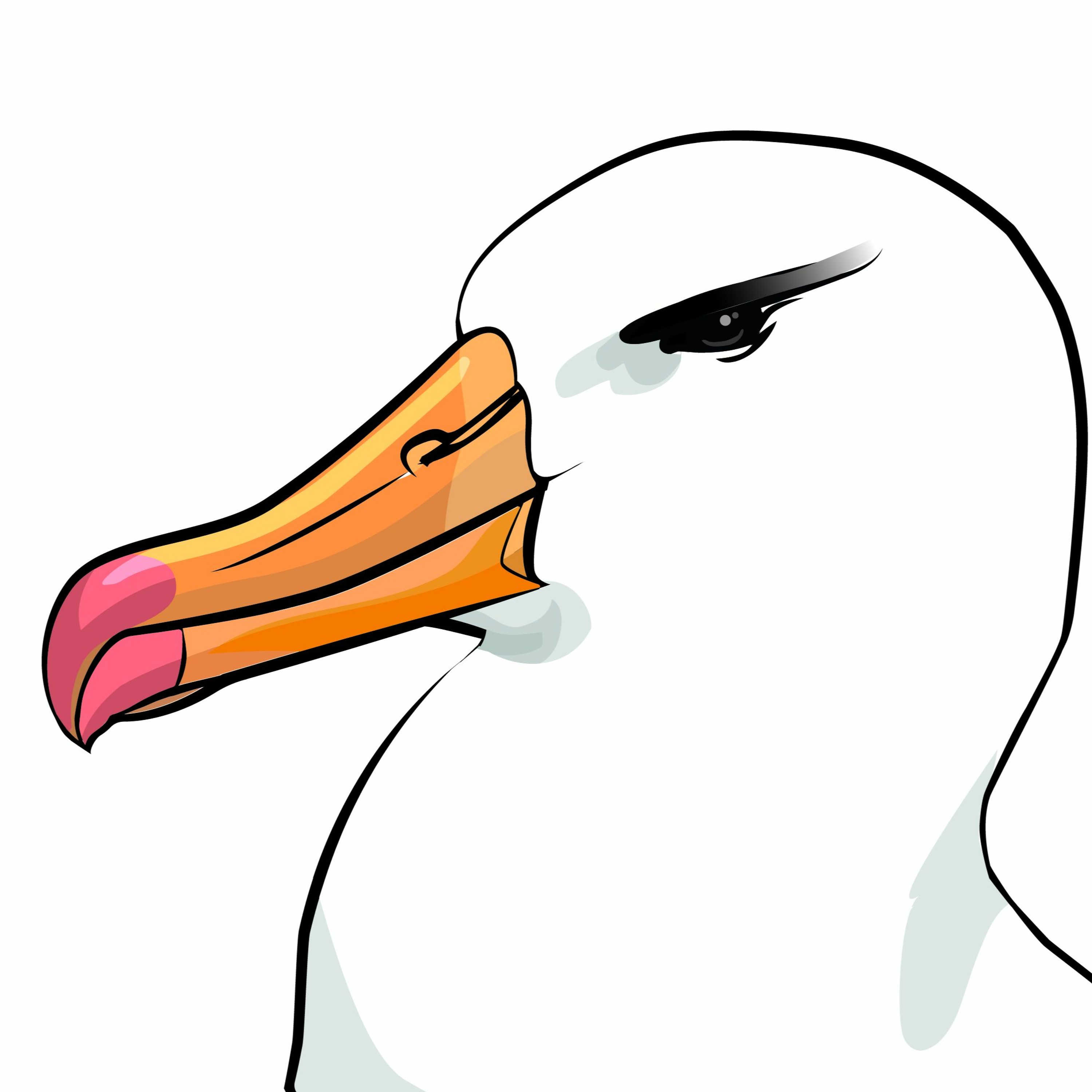 Pippipodden