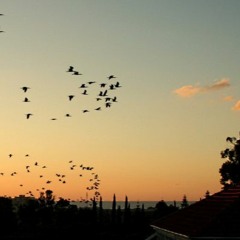 خواطر إبراهيم كولة | ناي