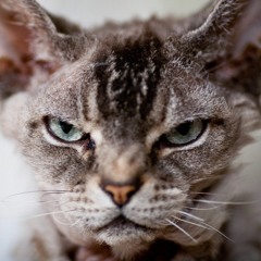 Feline Revenge(Electro Techno)