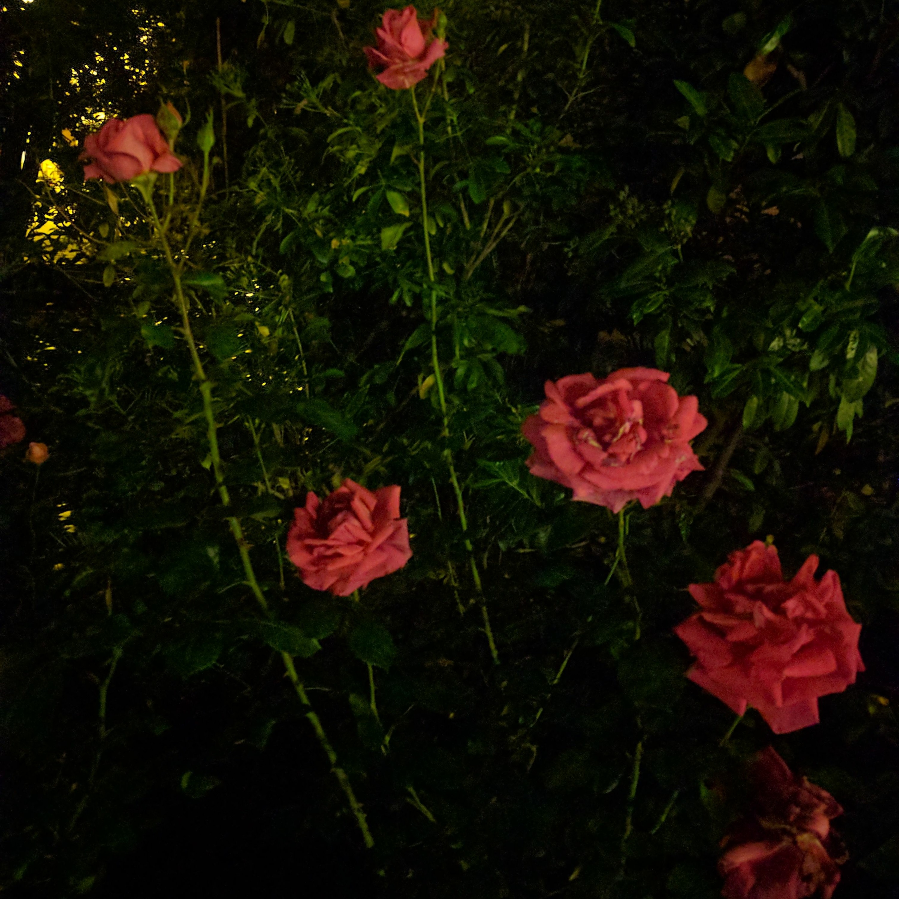 Laydie Roze by kats Bartok en live au Piano episode artwork