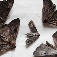 Nightshade and Starshine