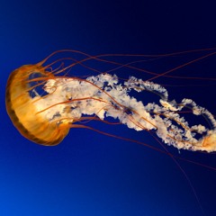 deutch meduse