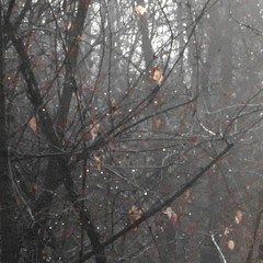 serenade - 2017-10-13