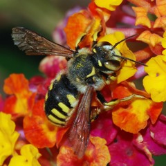 Springtime Bee Accident at 00:34