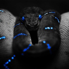 Black Mamba - Album: Animals