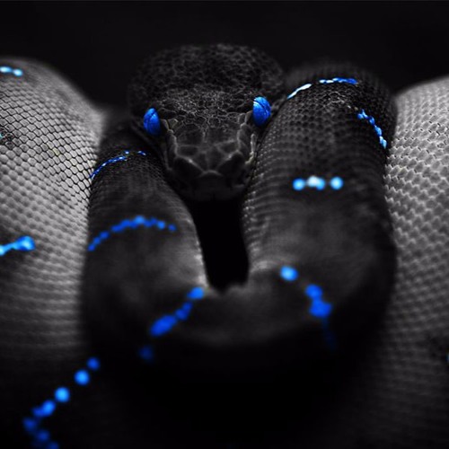 Black Mamba - Album: Animals
