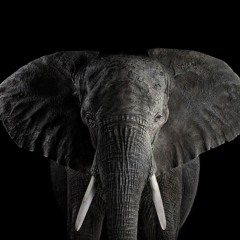 Kalimba Elephant - Album: Animals