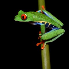 Djembes Sax Frog - Album: Animals