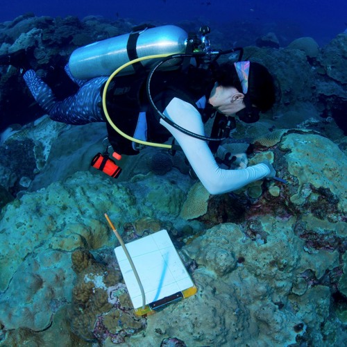 Harvey runoff is affecting coral reefs | Adrienne Correa on Texas State Network radio