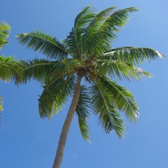 Palm Tree