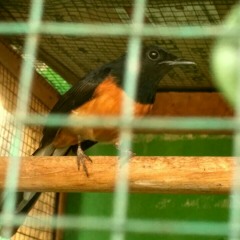 099AlZalzalah-MurottalDanTerjemahanAlQuran.mp3