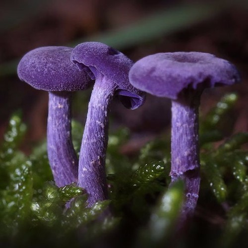 Eleven Dimension - Lactarius Indigo