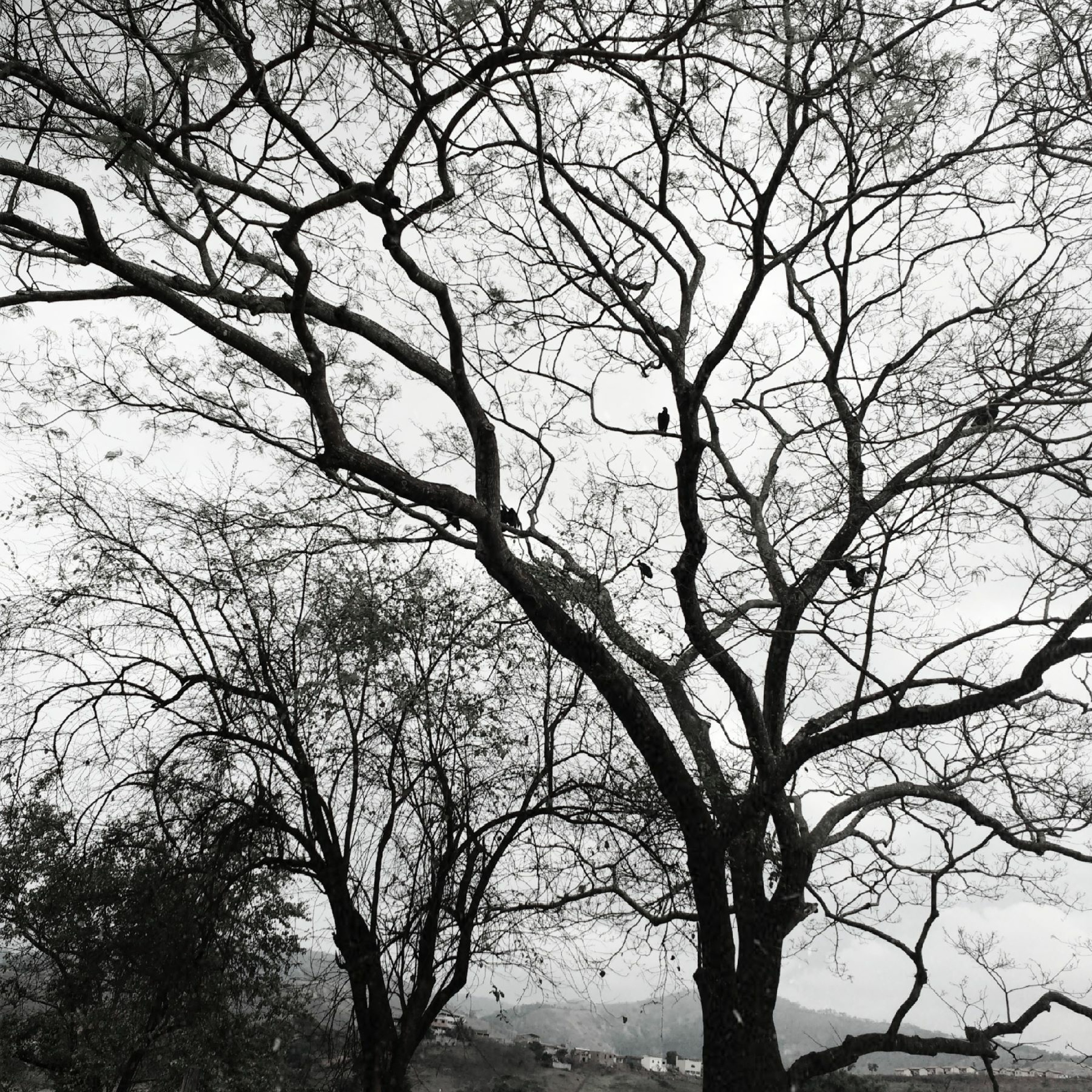 Cinortele - Mantra Lounge episode artwork