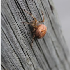 Soul For Sale (Lil15 MC REEF)