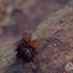 American Movie Dream First Iteration