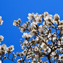 Afloat - Giss WHO red