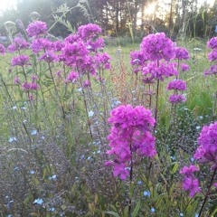 Kun Mun Kultani Tulisi