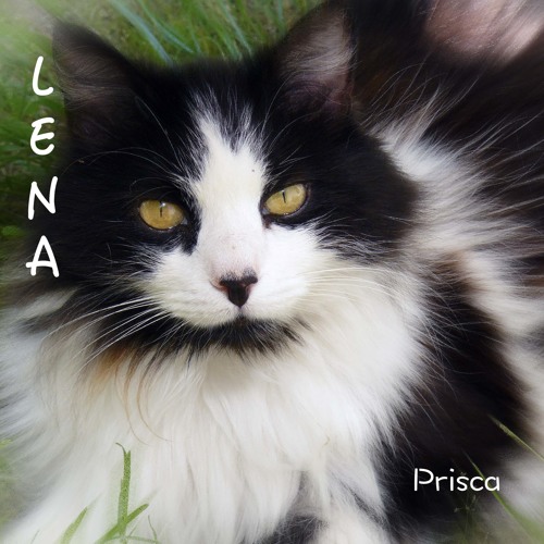 Prisca