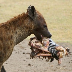 FRANKIE BOYLE ON 'SEXUAL PREDATORS'