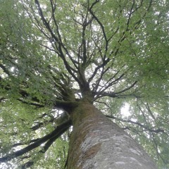 1. Guided Body Scan - from www.ollieframe.uk