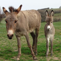 The Osovians - Przygody Osiołka: Spacer.