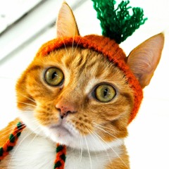 Dj La Carotte - Stupid Shit! (Free Download)