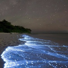 bsd.u - Night on the beach