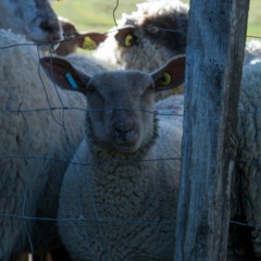 Troupeau de moutons à Doran, Sallanches