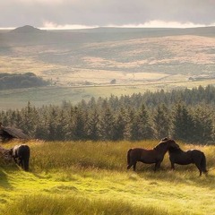 15min less-guided body scan from www.ollieframe.uk
