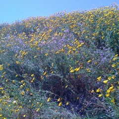 skipping in a field of daisies