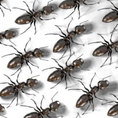 1. Ants Go Marching (Featuring Tom Purser IV)