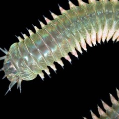 Legless Centipede