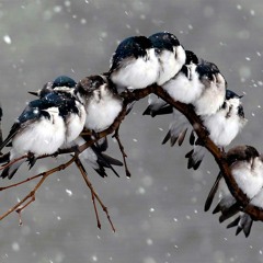 RainOn FeAtHeR