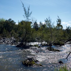 Pine Island Reserve - 15th of October 2017 - Part 1